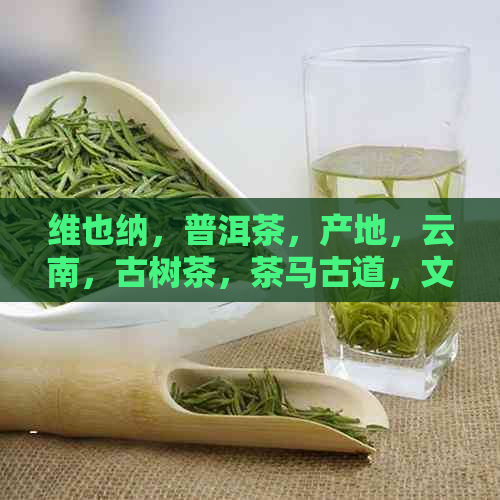 维也纳，普洱茶，产地，云南，古树茶，茶马古道，文化，品鉴，旅行