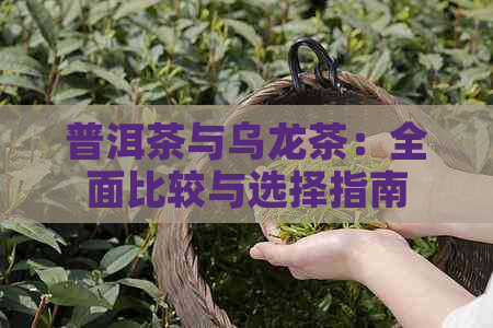 普洱茶与乌龙茶：全面比较与选择指南