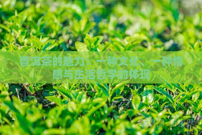 普洱茶的魅力：一种文化、一种情感与生活哲学的体现