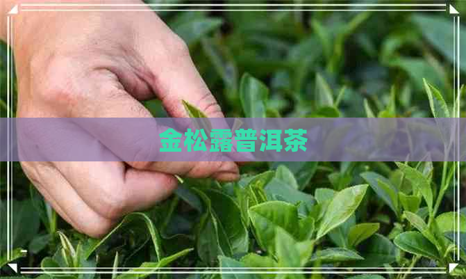 金松露普洱茶