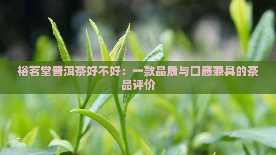 裕茗堂普洱茶好不好：一款品质与口感兼具的茶品评价