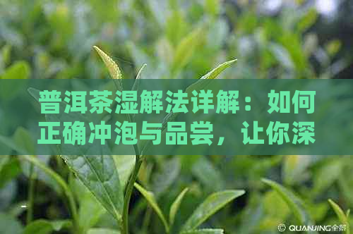 普洱茶湿解法详解：如何正确冲泡与品尝，让你深入了解普洱茶的魅力