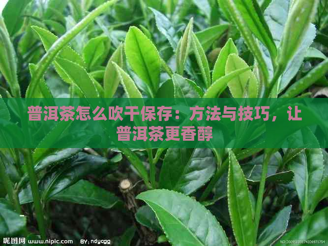 普洱茶怎么吹干保存：方法与技巧，让普洱茶更香醇