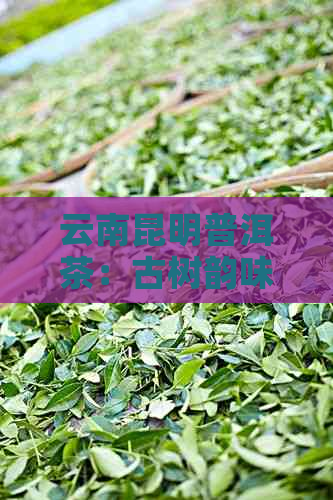 云南昆明普洱茶：古树韵味，茶马文化的独特魅力，品鉴与收藏的极致体验