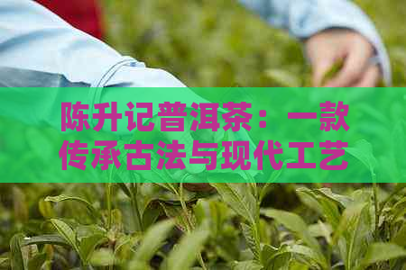 陈升记普洱茶：一款传承古法与现代工艺的完美融合之选