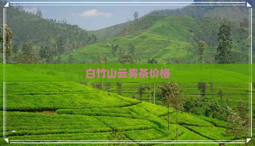 白竹山云雾茶价格