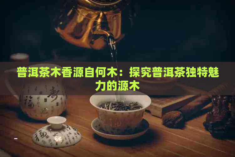 普洱茶木香源自何木：探究普洱茶独特魅力的源木