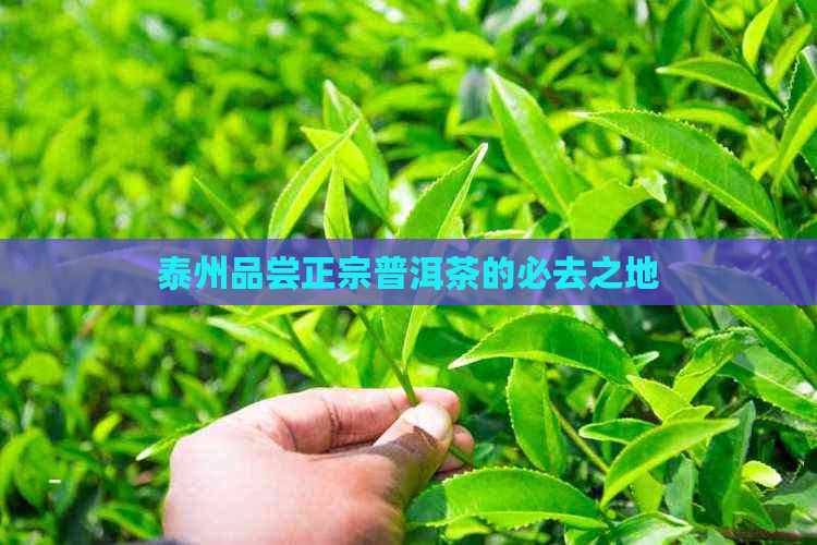 泰州品尝正宗普洱茶的必去之地