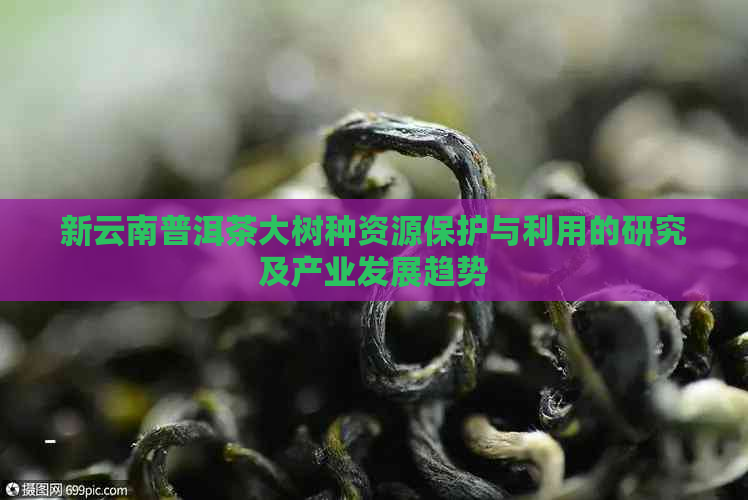 新云南普洱茶大树种资源保护与利用的研究及产业发展趋势