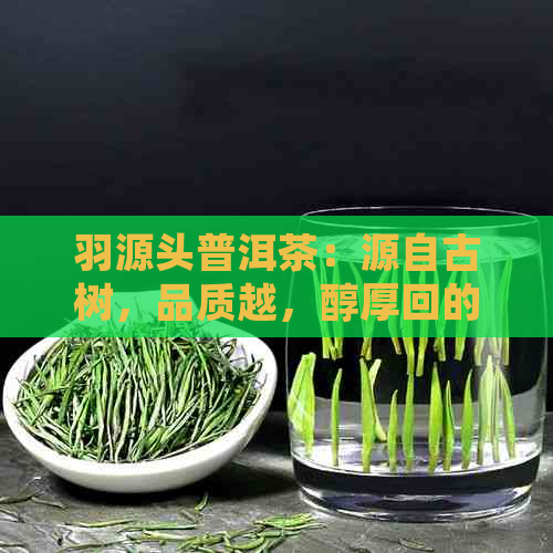 羽源头普洱茶：源自古树，品质越，醇厚回的茶香之源