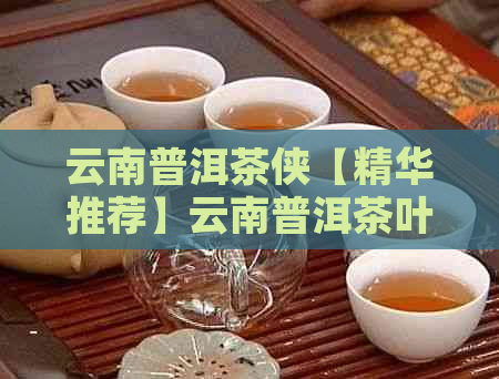 云南普洱茶侠【精华推荐】云南普洱茶叶官网