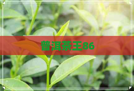 普洱茶王86