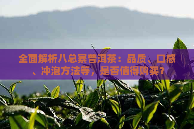 全面解析八总寨普洱茶：品质、口感、冲泡方法等，是否值得购买？