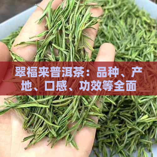 翠福来普洱茶：品种、产地、口感、功效等全面解析与选购指南