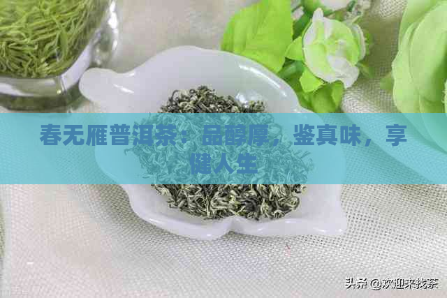 春无雁普洱茶：品醇厚，鉴真味，享健人生