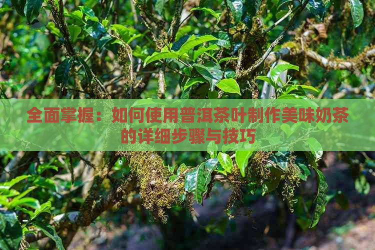 全面掌握：如何使用普洱茶叶制作美味奶茶的详细步骤与技巧