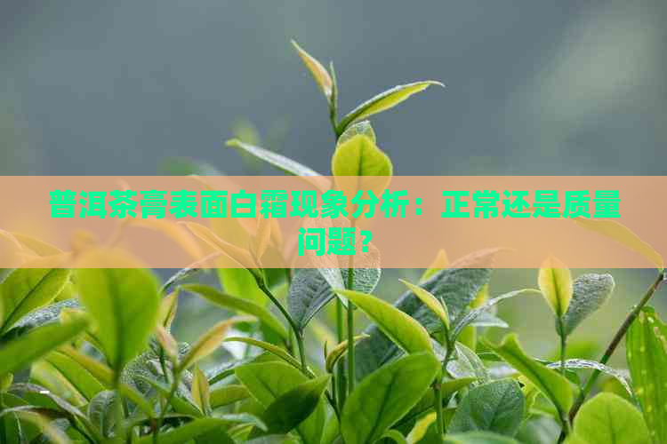 普洱茶膏表面白霜现象分析：正常还是质量问题？