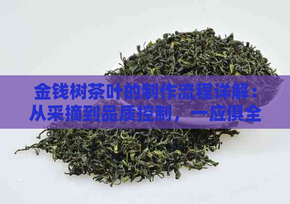 金钱树茶叶的制作流程详解：从采摘到品质控制，一应俱全！