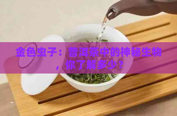 金色虫子：普洱茶中的神秘生物，你了解多少？