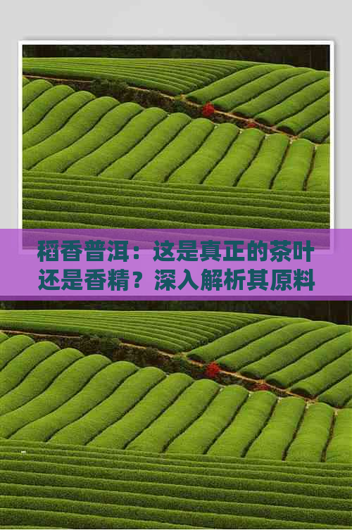 稻香普洱：这是真正的茶叶还是香精？深入解析其原料、制作工艺以及口感特点