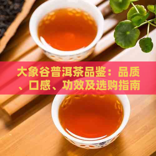 大象谷普洱茶品鉴：品质、口感、功效及选购指南，一次解答你的所有疑问