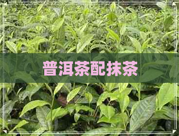 普洱茶配抹茶