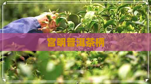 宫明普洱茶柄