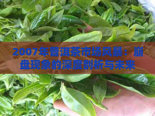 2007年普洱茶市场风暴：     现象的深度剖析与未来展望