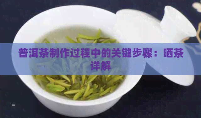 普洱茶制作过程中的关键步骤：晒茶详解