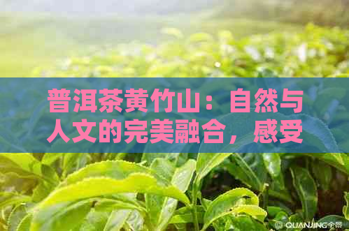 普洱茶黄竹山：自然与人文的完美融合，感受古茶山的独特魅力