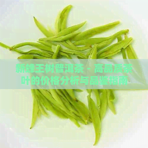 新蜂王树普洱茶 - 高品质茶叶的价格分析与品鉴指南