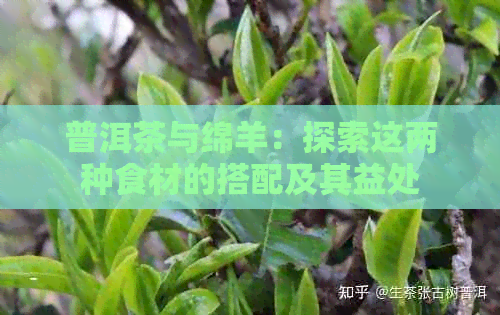 普洱茶与绵羊：探索这两种食材的搭配及其益处