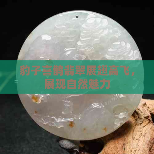 豹子喜鹊翡翠展翅高飞，展现自然魅力