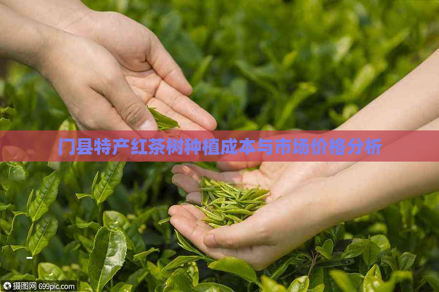 门县特产红茶树种植成本与市场价格分析