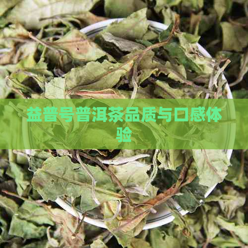 益普号普洱茶品质与口感体验