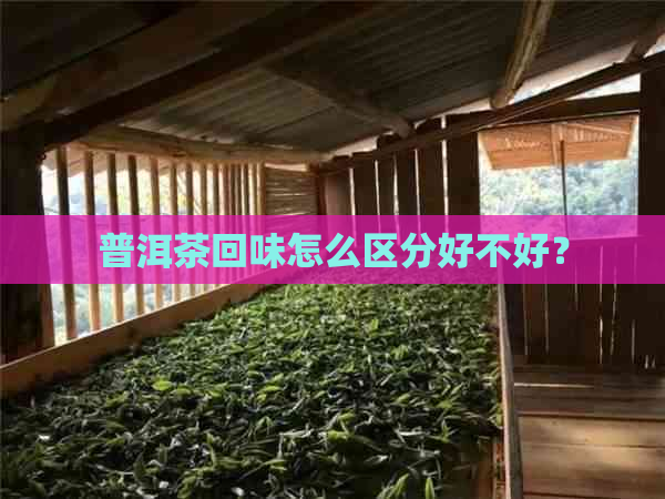 普洱茶回味怎么区分好不好？