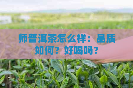 师普洱茶怎么样：品质如何？好喝吗？