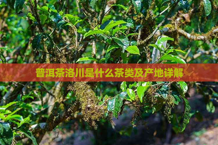 普洱茶洛川是什么茶类及产地详解