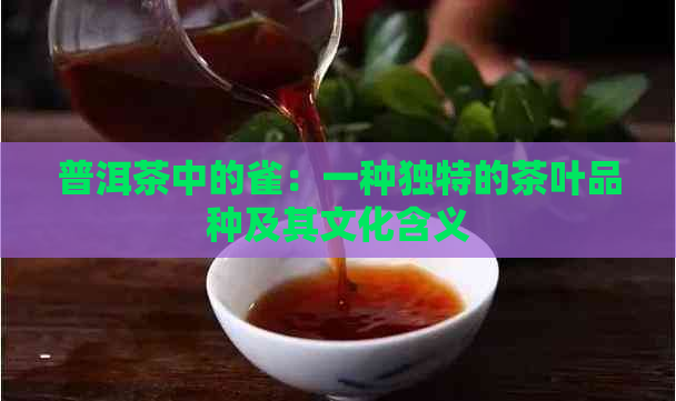 普洱茶中的雀：一种独特的茶叶品种及其文化含义