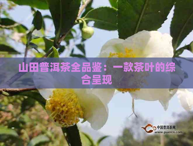 山田普洱茶全品鉴：一款茶叶的综合呈现