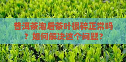 普洱茶泡后茶叶很碎正常吗？如何解决这个问题？