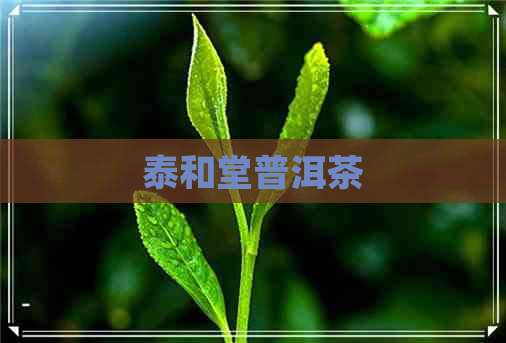 泰和堂普洱茶