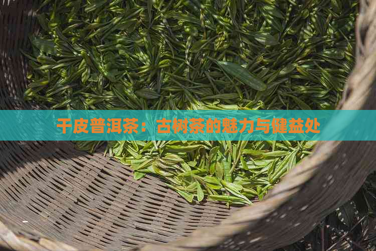 干皮普洱茶：古树茶的魅力与健益处