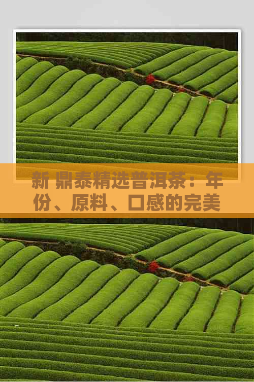 新 鼎泰精选普洱茶：年份、原料、口感的完美融合