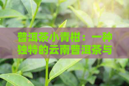 普洱茶小青柑：一种独特的云南普洱茶与新会柑的完美结合