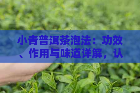 小青普洱茶泡法：功效、作用与味道详解，认识普洱茶小青柑冲泡方法