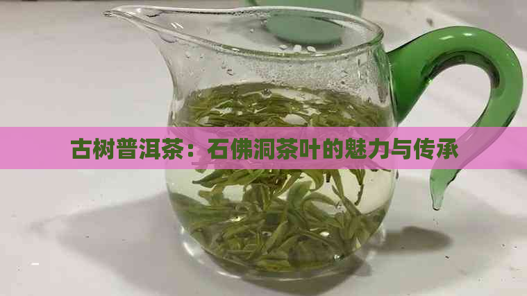 古树普洱茶：石佛洞茶叶的魅力与传承