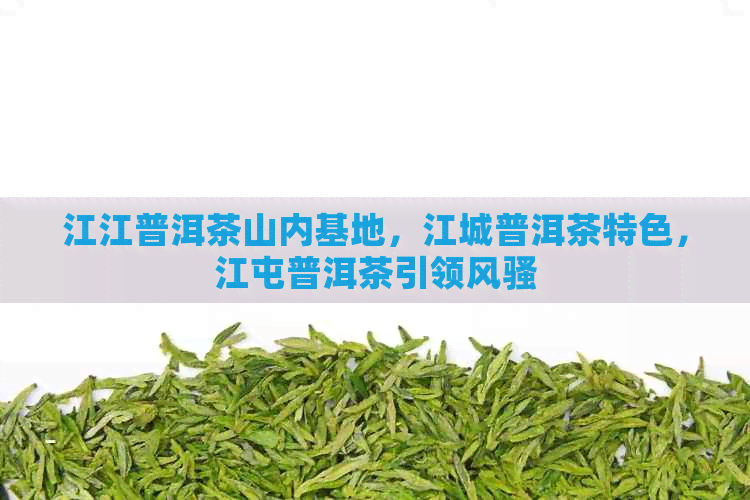 江江普洱茶山内基地，江城普洱茶特色，江屯普洱茶引领     