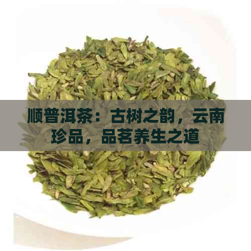 顺普洱茶：古树之韵，云南珍品，品茗养生之道