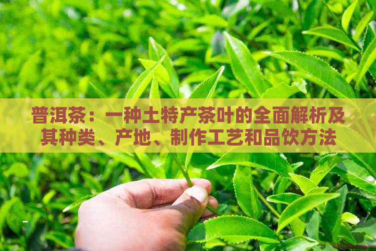 普洱茶：一种土特产茶叶的全面解析及其种类、产地、制作工艺和品饮方法